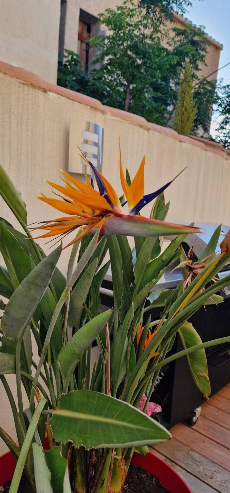 L'Oiseau Du Paradis Narbonne Exteriér fotografie